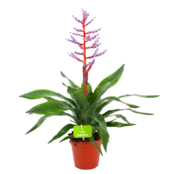 Aechmea Blue Rain - Kokerbromelia - P12 H55 - Roze-Paars - Kamerplant