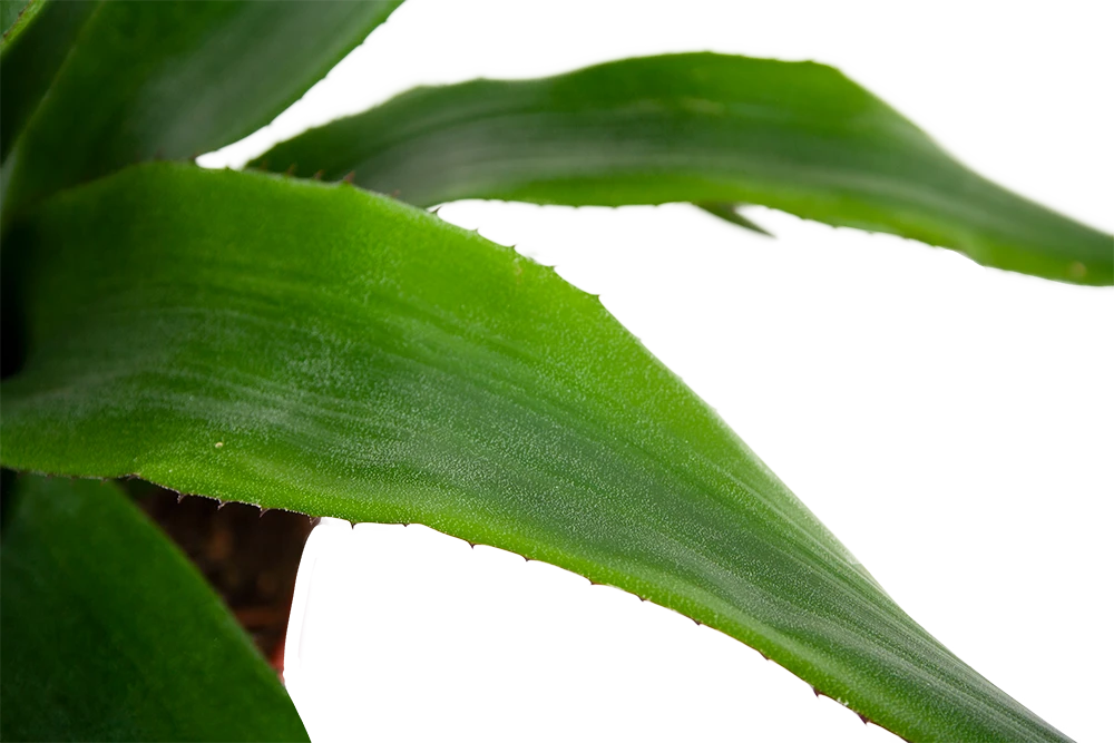 Aechmea Blue Rain - Kokerbromelia - P12 H55 - Roze-Paars - Kamerplant 4 Aechmea Blue Rain - Kokerbromelia - P12 H55 - Roze-Paars - Kamerplant - Afbeelding 2