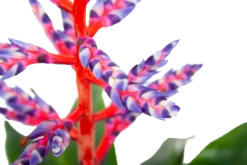 Aechmea Blue Rain - Kokerbromelia - P12 H55 - Roze-Paars - Kamerplant 8 Aechmea Blue Rain - Kokerbromelia - P12 H55 - Roze-Paars - Kamerplant -Huisdecoratie aechmea blue rain kokerbromelia p12 h55 roze paars 6