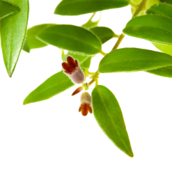 Aeschynanthus Caroline - Lipstickplant - In Hangpot - P15 H25 - Kamerplant -Huisdecoratie aeschynanthus caroline lipstickplant in hangpot p15 h25 6