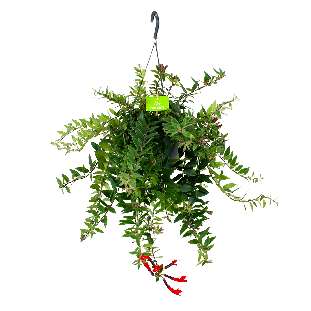 Aeschynanthus Caroline - Lipstickplant - In Hangpot - P17 H40 - Kamerplant 3 Aeschynanthus Caroline - Lipstickplant - In Hangpot - P17 H40 - Kamerplant