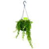 Aeschynanthus Japhrolepis - Lipstickplant - In Hangpot - P15 H20 - Kamerplant 1 Aeschynanthus Japhrolepis - Lipstickplant - In Hangpot - P15 H20 - Kamerplant -Huisdecoratie aeschynanthus japhrolepis lipstickplant in hangpot p15 4