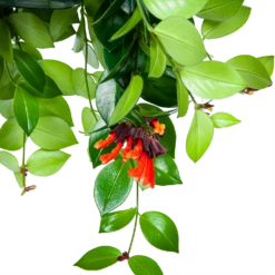 Aeschynanthus Monalisa - Lipstickplant - In Hangpot - P15 H20 - Kamerplant -Huisdecoratie aeschynanthus monalisa lipstickplant in hangpot p15 5