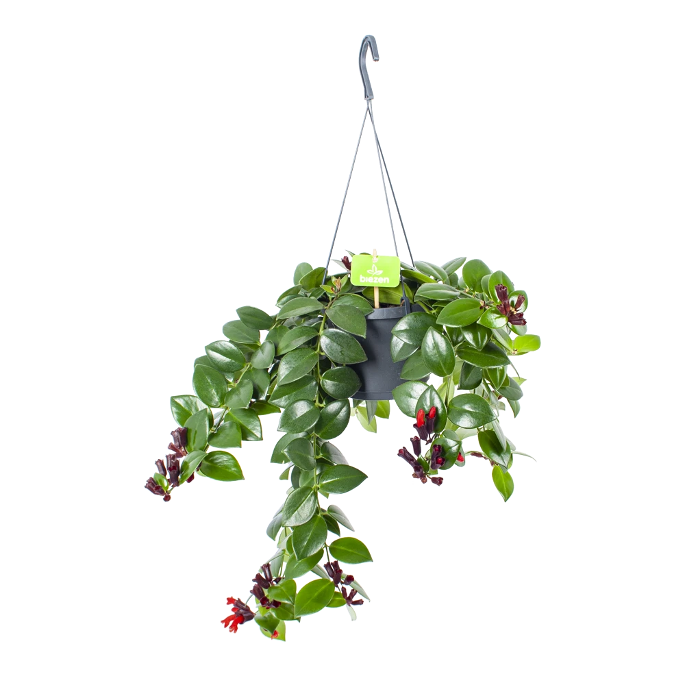 Aeschynanthus Monalisa - Lipstickplant - In Hangpot - P17 H40 - Kamerplant 3 Aeschynanthus Monalisa - Lipstickplant - In Hangpot - P17 H40 - Kamerplant