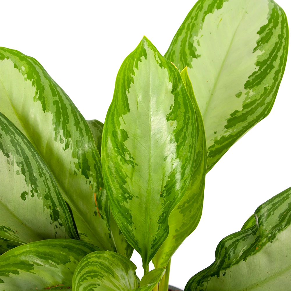 Aglaonema Freedman - P17 H60 - Kamerplant 4 Aglaonema Freedman - P17 H60 - Kamerplant - Afbeelding 2
