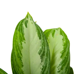 Aglaonema Freedman - P17 H60 - Kamerplant 8 Aglaonema Freedman - P17 H60 - Kamerplant -Huisdecoratie aglaonema freedman p17 h60 6 1
