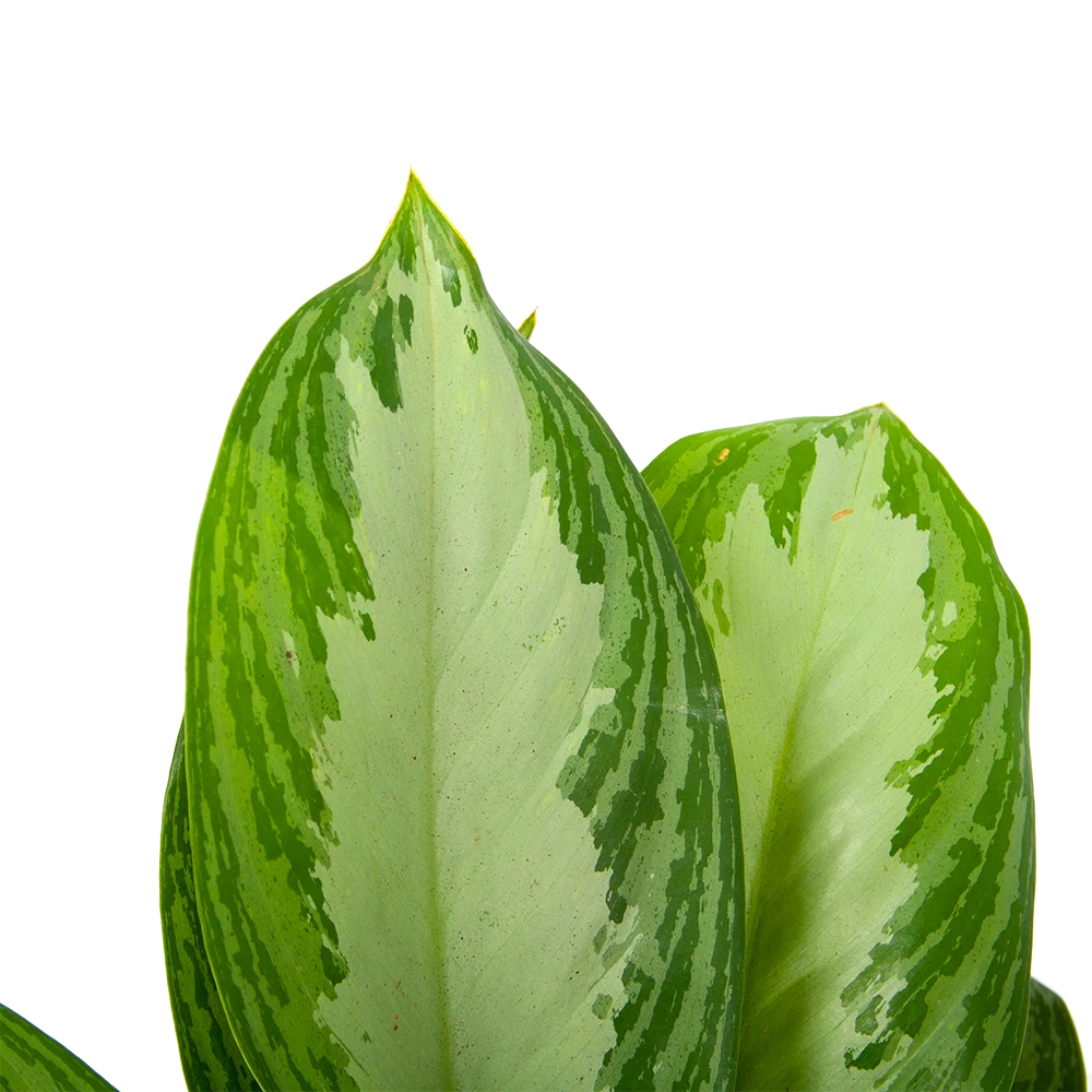 Aglaonema Freedman - P17 H60 - Kamerplant 5 Aglaonema Freedman - P17 H60 - Kamerplant - Afbeelding 3