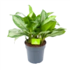 Aglaonema Silver Bay - P24 H60 - Kamerplant
