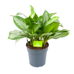 Aglaonema Silver Bay - P24 H60 - Kamerplant