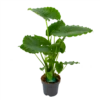Alocasia Gageana California - Olifantsoor - P21 H85 - Kamerplant -Huisdecoratie alocasia gageana california olifantsoor p21 h85 1 1
