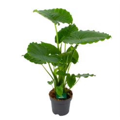 Alocasia Gageana California - Olifantsoor - P21 H85 - Kamerplant