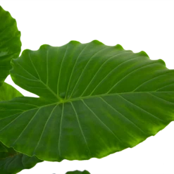 Alocasia Gageana California - Olifantsoor - P21 H85 - Kamerplant -Huisdecoratie alocasia gageana california olifantsoor p21 h85 6 1