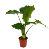 Alocasia Portodora - Olifantsoor - P21 H90 - Kamerplant 2 Alocasia Portodora - Olifantsoor - P21 H90 - Kamerplant -Huisdecoratie alocasia portodora olifantsoor p21 h90 1