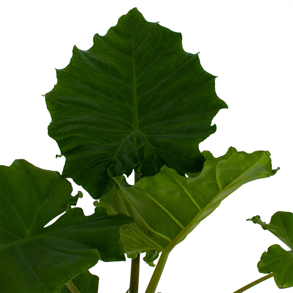 Alocasia Portodora - Olifantsoor - P21 H90 - Kamerplant 4 Alocasia Portodora - Olifantsoor - P21 H90 - Kamerplant - Afbeelding 2