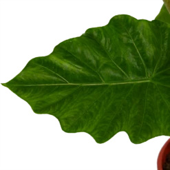 Alocasia Portodora - Olifantsoor - P21 H90 - Kamerplant 8 Alocasia Portodora - Olifantsoor - P21 H90 - Kamerplant -Huisdecoratie alocasia portodora olifantsoor p21 h90 4