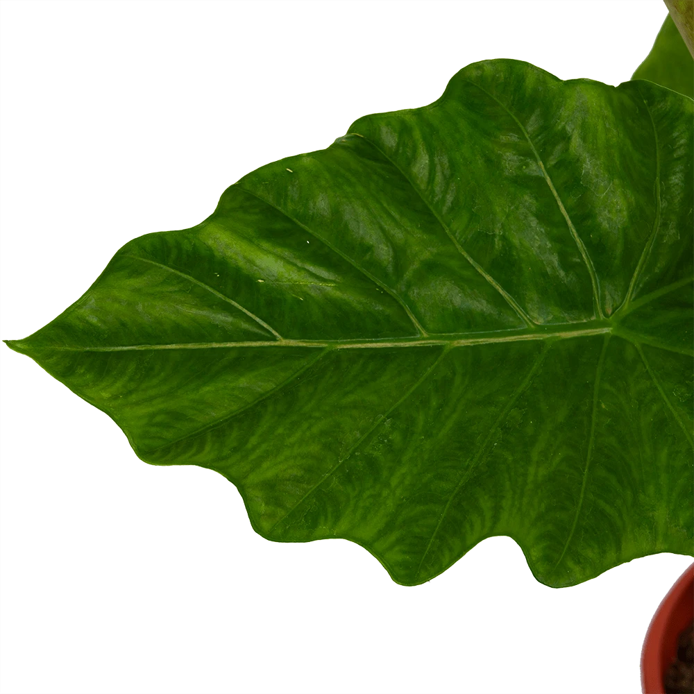 Alocasia Portodora - Olifantsoor - P21 H90 - Kamerplant 5 Alocasia Portodora - Olifantsoor - P21 H90 - Kamerplant - Afbeelding 3