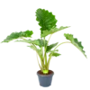 Alocasia Portodora - Olifantsoor - P35 H135 - Kamerplant -Huisdecoratie alocasia portodora olifantsoor p35 h135 1 1
