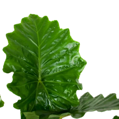 Alocasia Portodora - Olifantsoor - P35 H135 - Kamerplant 8 Alocasia Portodora - Olifantsoor - P35 H135 - Kamerplant -Huisdecoratie alocasia portodora olifantsoor p35 h135 6 1