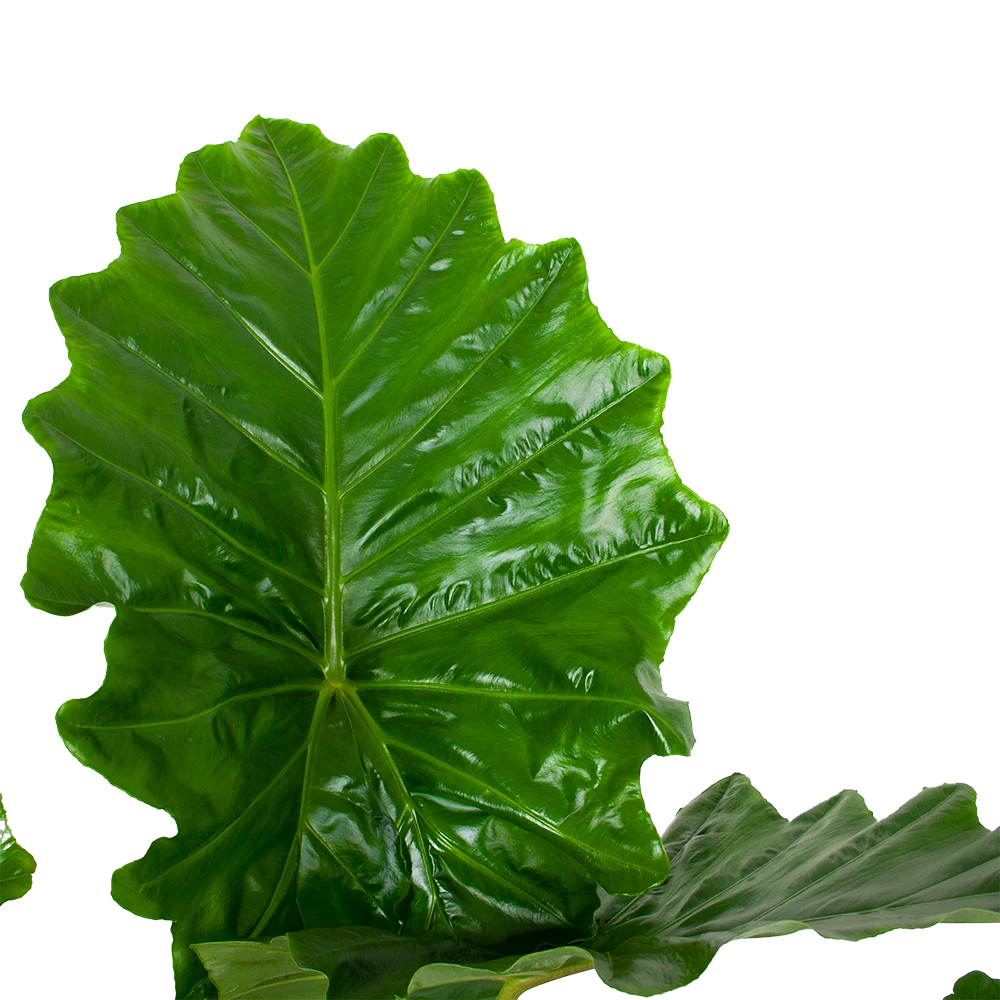 Alocasia Portodora - Olifantsoor - P35 H135 - Kamerplant 5 Alocasia Portodora - Olifantsoor - P35 H135 - Kamerplant - Afbeelding 3