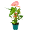 Anthurium Andreanum - Flamingoplant - P17 H70 Roze - Kamerplant -Huisdecoratie anthurium andreanum flamingoplant p17 h70 roze 1 1