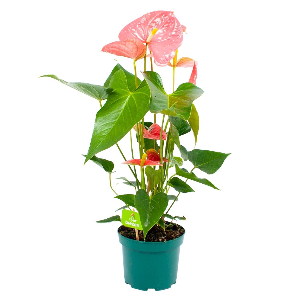 Anthurium Andreanum - Flamingoplant - P17 H70 Roze - Kamerplant 3 Anthurium Andreanum - Flamingoplant - P17 H70 Roze - Kamerplant