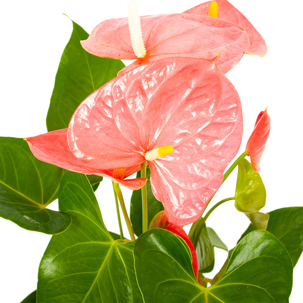 Anthurium Andreanum - Flamingoplant - P17 H70 Roze - Kamerplant 4 Anthurium Andreanum - Flamingoplant - P17 H70 Roze - Kamerplant - Afbeelding 2