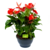 Anthurium Andreanum - Flamingoplant - P30 H80 Rood - Kamerplant -Huisdecoratie anthurium andreanum flamingoplant p30 h80 rood 1 1