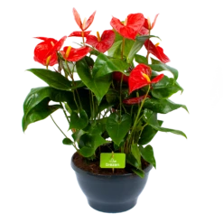 Anthurium Andreanum - Flamingoplant - P30 H80 Rood - Kamerplant