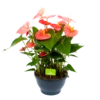 Anthurium Andreanum - Flamingoplant - P30 H80 Roze - Kamerplant -Huisdecoratie anthurium andreanum flamingoplant p30 h80 roze 1 1