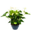 Anthurium Andreanum - Flamingoplant - P30 H80 Wit - Kamerplant -Huisdecoratie anthurium andreanum flamingoplant p30 h80 wit 1 1