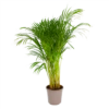 Areca - Goudpalm - P24 H120 - Kamerplant 1 Areca - Goudpalm - P24 H120 - Kamerplant -Huisdecoratie areca goudpalm p24 h120 1