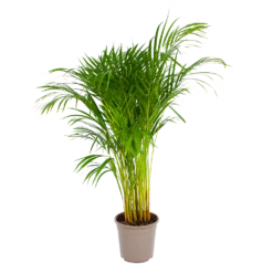 Areca - Goudpalm - P24 H120 - Kamerplant