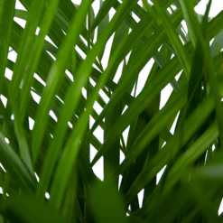 Areca - Goudpalm - P24 H120 - Kamerplant -Huisdecoratie areca goudpalm p24 h120 5