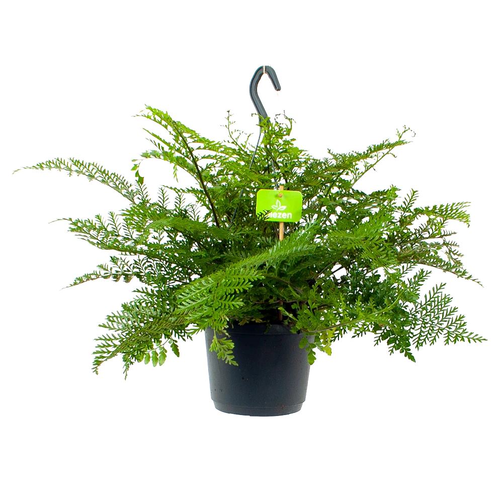 Asplenium Parvati - Moedervaren - In Hangpot - P17 H30 - Kamerplant 3 Asplenium Parvati - Moedervaren - In Hangpot - P17 H30 - Kamerplant