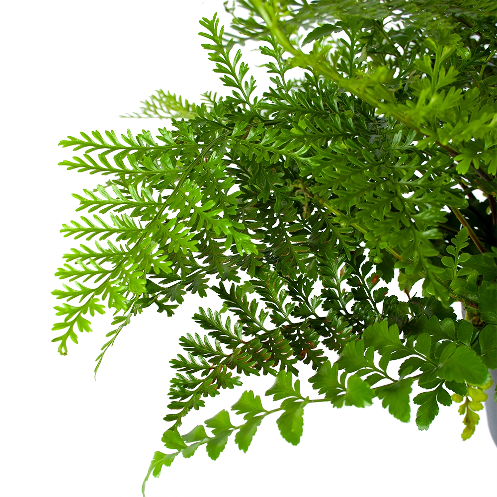 Asplenium Parvati - Moedervaren - In Hangpot - P17 H30 - Kamerplant 4 Asplenium Parvati - Moedervaren - In Hangpot - P17 H30 - Kamerplant - Afbeelding 2