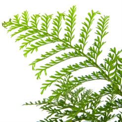 Asplenium Parvati - Moedervaren - In Hangpot - P17 H30 - Kamerplant 8 Asplenium Parvati - Moedervaren - In Hangpot - P17 H30 - Kamerplant -Huisdecoratie asplenium parvati moedervaren in hangpot p17 h30 6