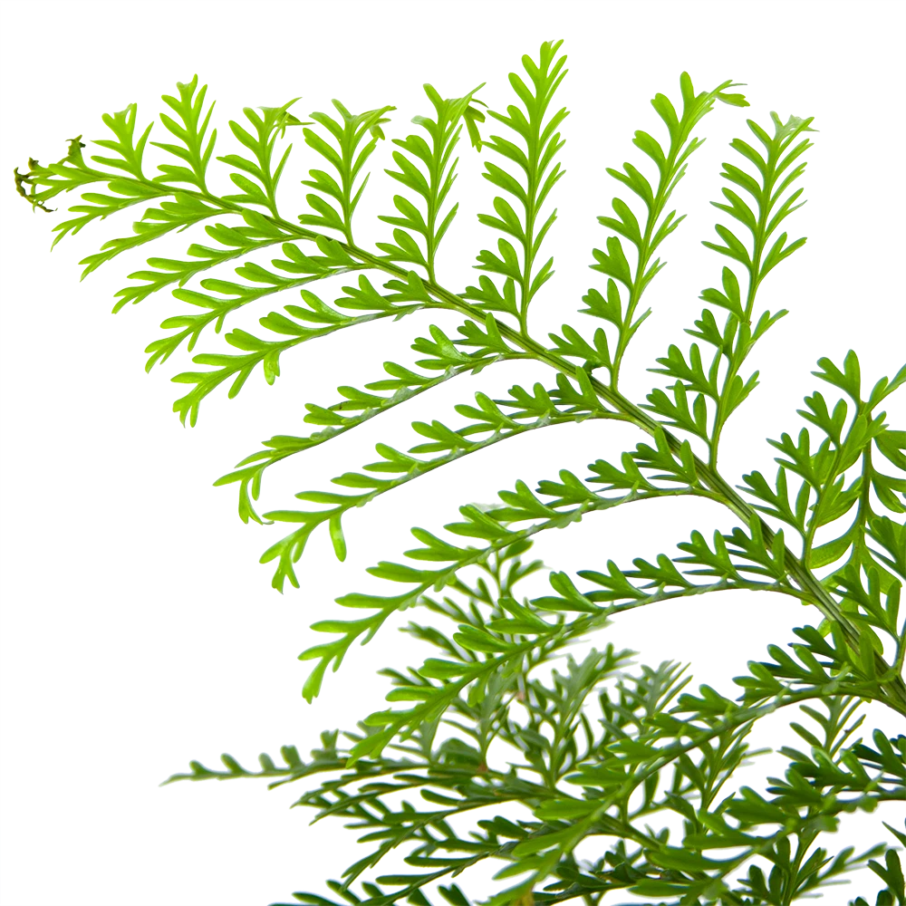 Asplenium Parvati - Moedervaren - In Hangpot - P17 H30 - Kamerplant 5 Asplenium Parvati - Moedervaren - In Hangpot - P17 H30 - Kamerplant - Afbeelding 3