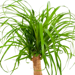 Beaucarnea Recurvata - Op Stam - Olifantenpoot - P21 H60 - Kamerplant 8 Beaucarnea Recurvata - Op Stam - Olifantenpoot - P21 H60 - Kamerplant -Huisdecoratie beaucarnea recurvata op stam olifantenpoot p21 h60 6 1