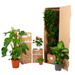 Dieffenbacia Seguine Lemon Tropic - P35 H120 - Kamerplant -Huisdecoratie biezen kamerplanten verpakking 3 28