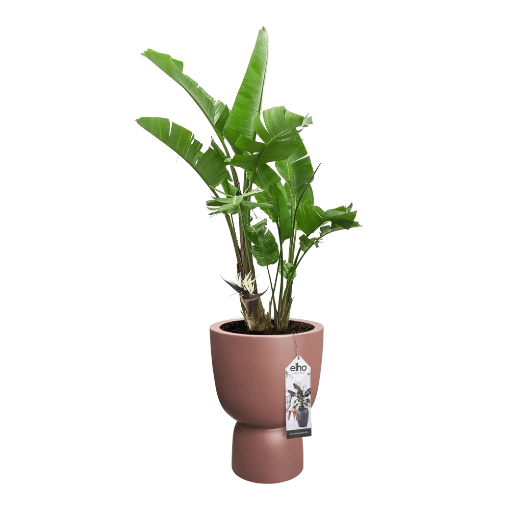 Bloempot Elho Pure Coupe - D35 X H49cm - Rose - Afbeelding 4