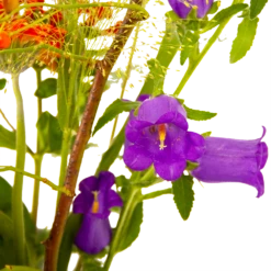 Boeket Plukgeluk Klein -Huisdecoratie boeket plukgeluk klein boeketten 4