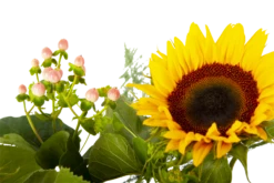 Boeket Zonnestraal Middel 11 Boeket Zonnestraal Middel -Huisdecoratie boeket zonnestraal boeketten 4 3 1