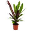 Calathea Insigne - Livingplant - P17 H65 - Kamerplant -Huisdecoratie calathea insigne livingplant p17 h65 4