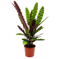 Calathea Insigne - Livingplant - P17 H65 - Kamerplant
