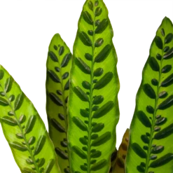 Huisdecoratie -Huisdecoratie calathea insigne livingplant p17 h65 6
