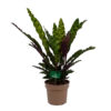 Calathea Insigne - Livingplant - P21 H60 - Kamerplant -Huisdecoratie calathea insigne livingplant p21 h60 1