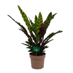 Calathea Insigne - Livingplant - P21 H60 - Kamerplant