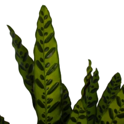 Huisdecoratie -Huisdecoratie calathea insigne livingplant p21 h60 3