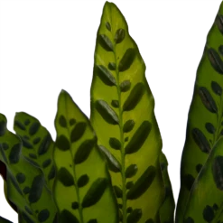 Calathea Insigne - Livingplant - P21 H60 - Kamerplant -Huisdecoratie calathea insigne livingplant p21 h60 4