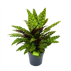 Calathea Insigne - Livingplant - P27 H80 - Kamerplant -Huisdecoratie calathea insigne livingplant p27 h80 1 3